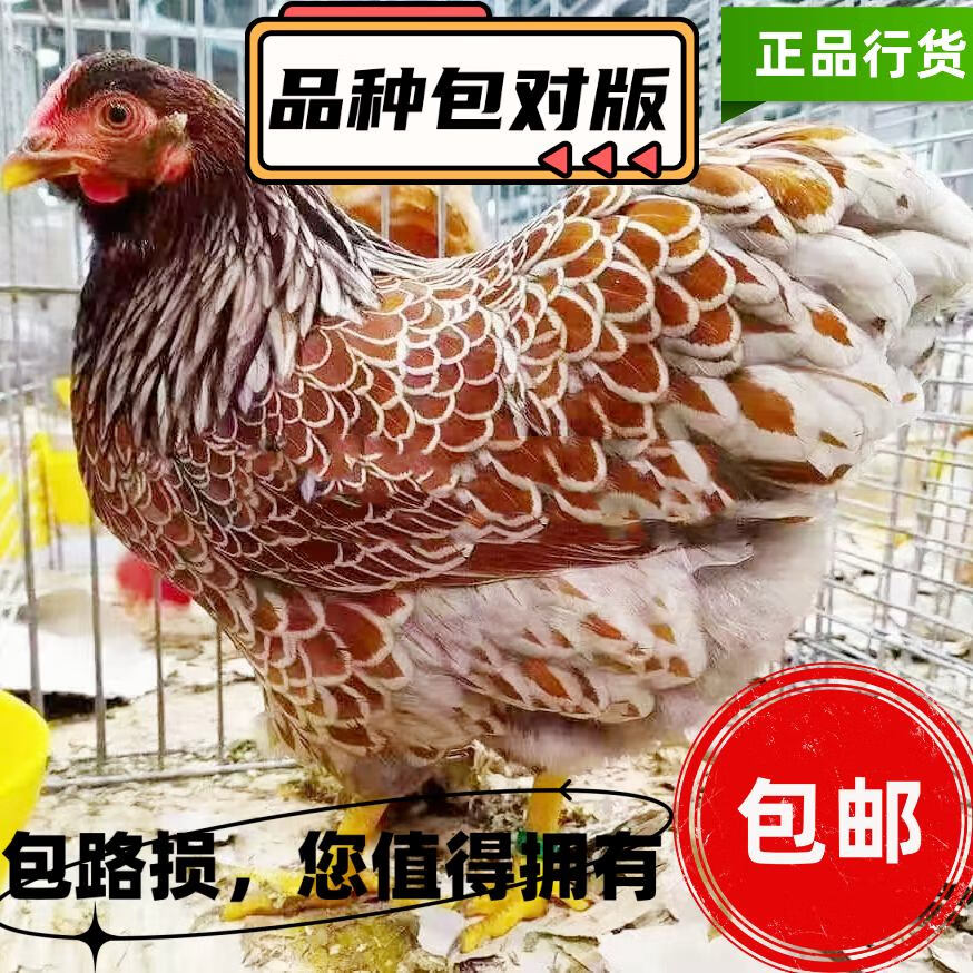 精選五彩懷特雞苗 四到六兩優(yōu)質(zhì)魚(yú)鱗雞觀賞兼肉用苗雞批發(fā)與零售推薦